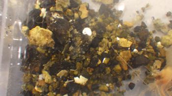 Media type: image;   Invertebrate Zoology 153110 Description: live specimen;